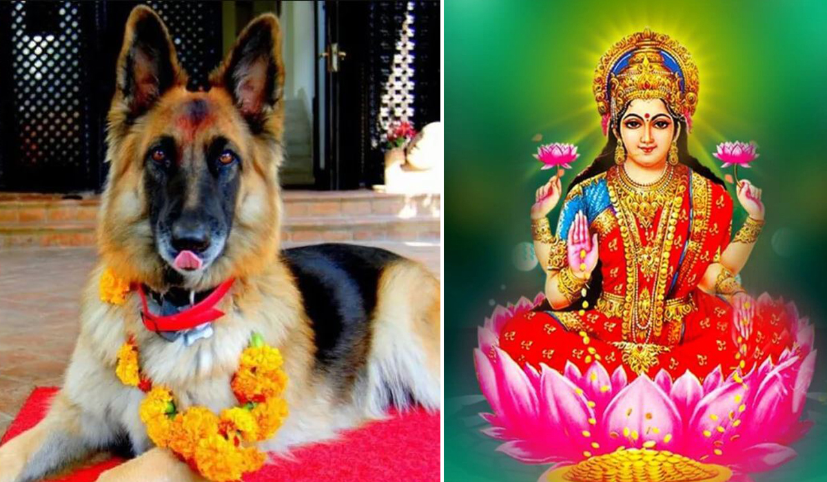 आज एकैदिन कुकुर तिहार र लक्ष्मी पूजा मनाइँदै